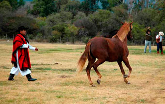 Caballo Peruano de Paso II - Morfología