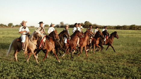 Peruvian Paso horses