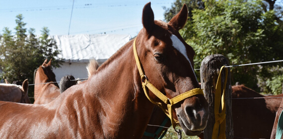 Cheval Paso Péruvien