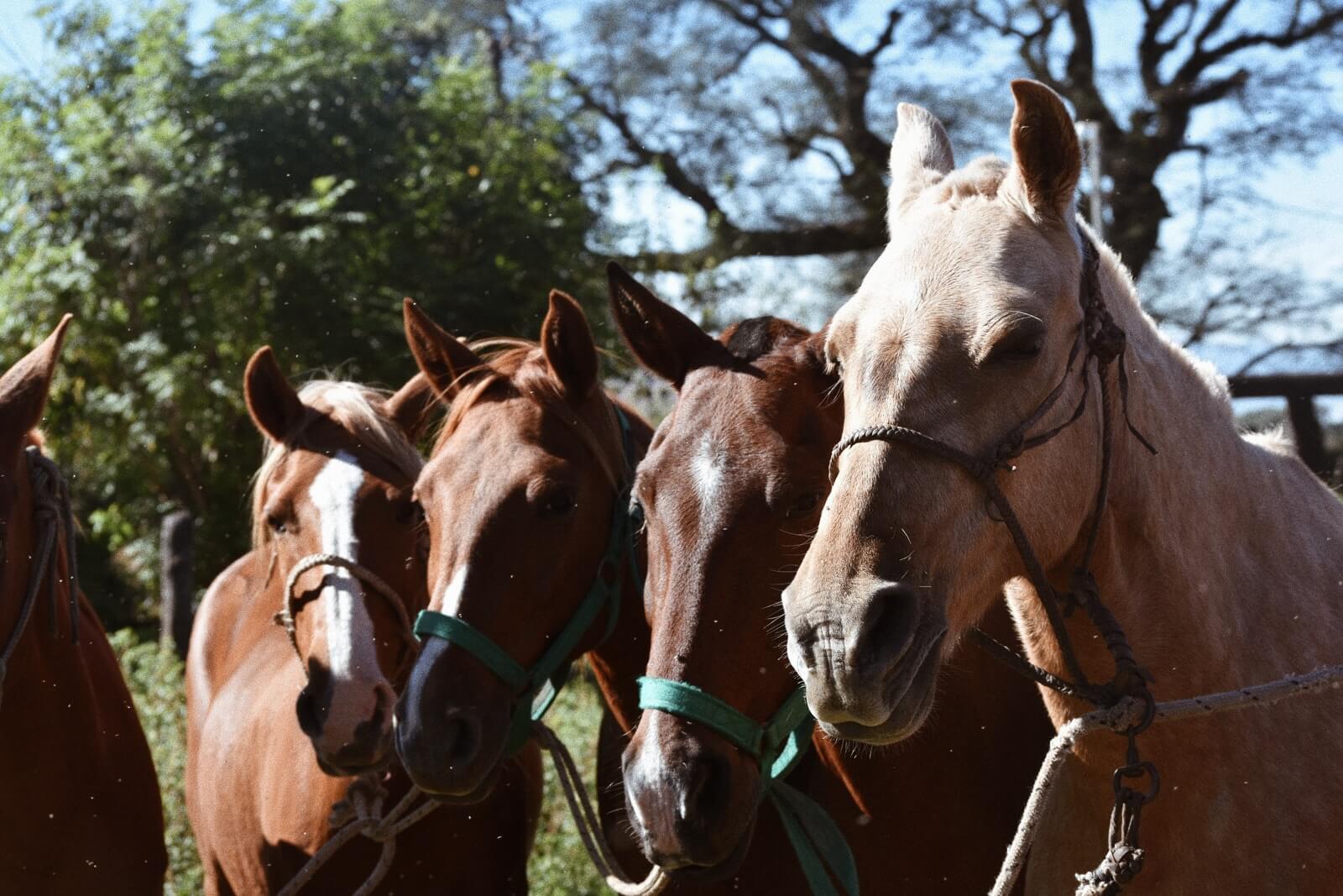 Cheval Paso Péruvien 1