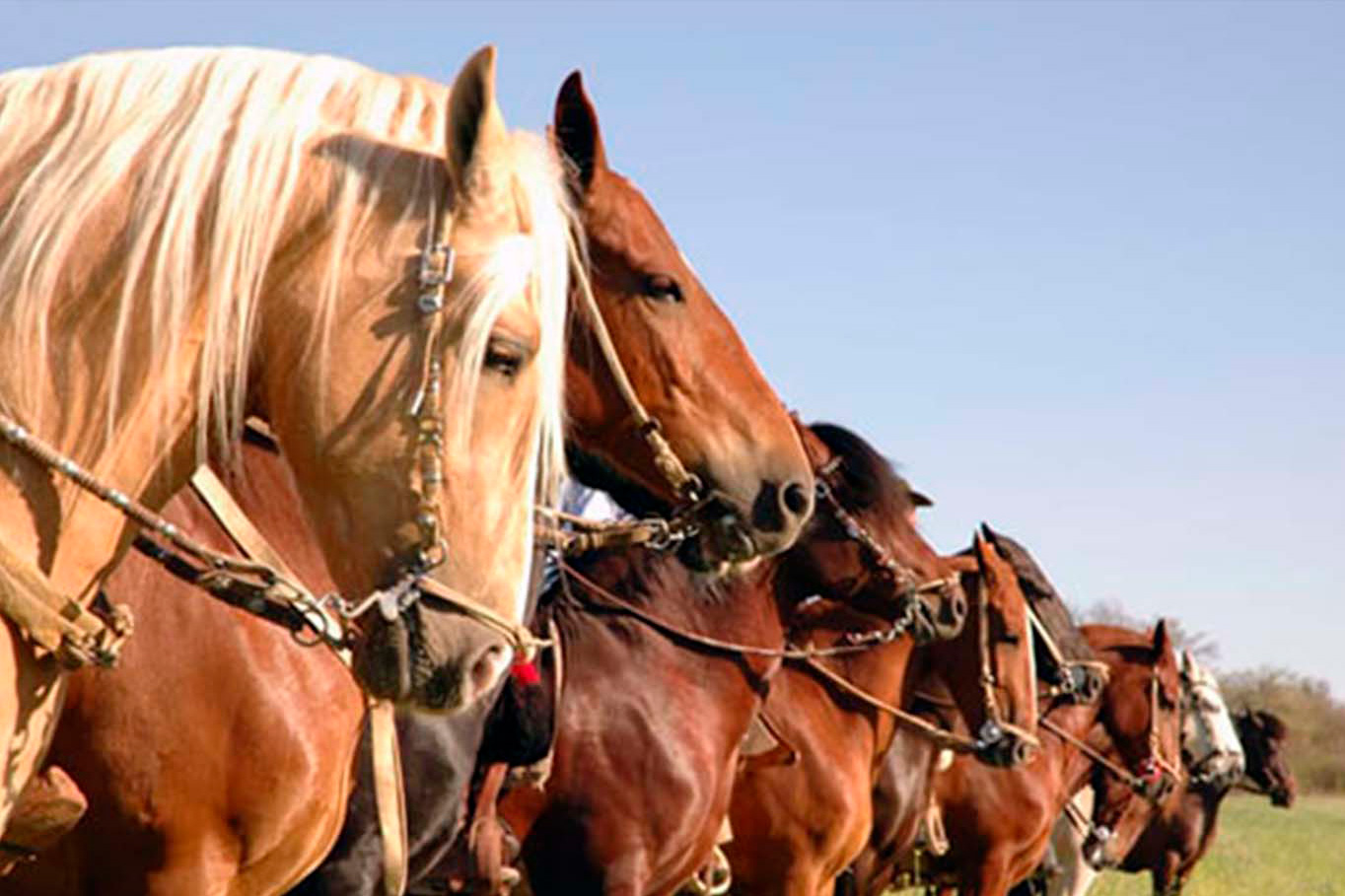 Cheval Paso Péruvien 2