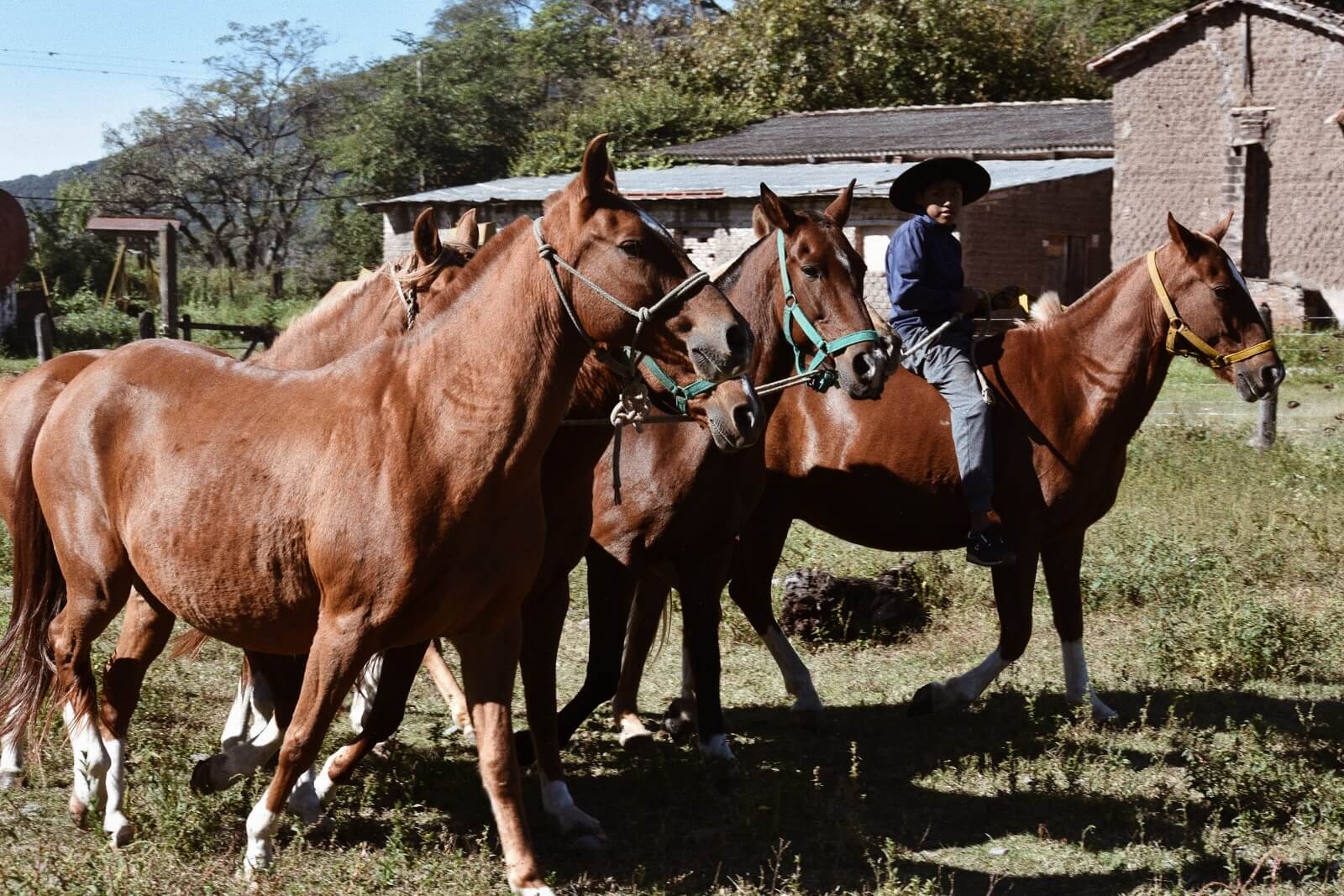 Paso Peruano 3