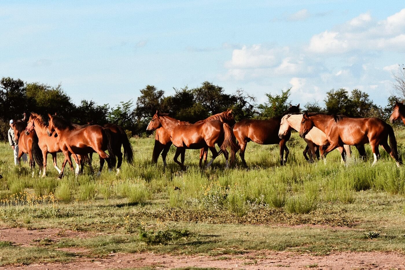 Cheval Paso Péruvien 4