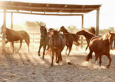 Caballos en Casa de la Tradición