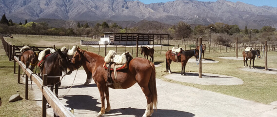 Caballos en el centro ecuestre