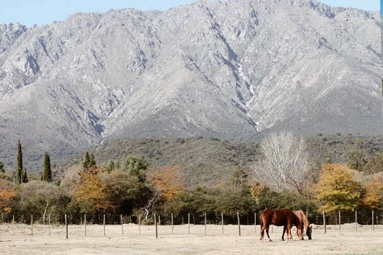 Horses grazing in Argentina
