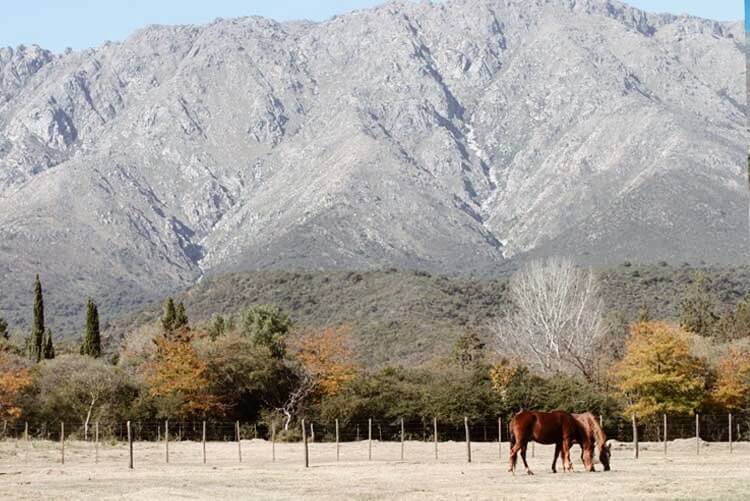 Chevaux paissant en Argentine