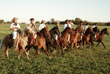 Our Peruvian Paso Horses