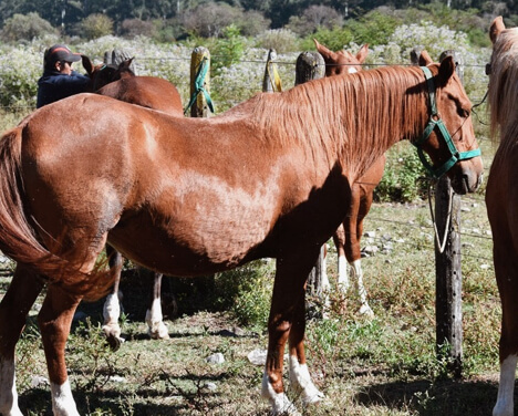 Cheval supplémentaire pendant le parcours