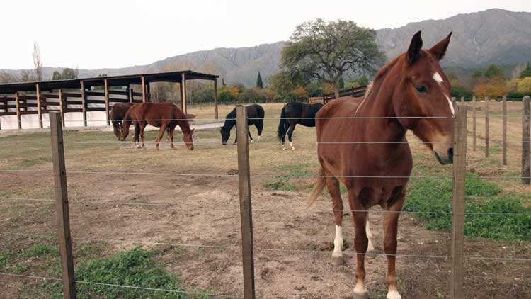 Caballos Peruanos de Paso en Ampascachi