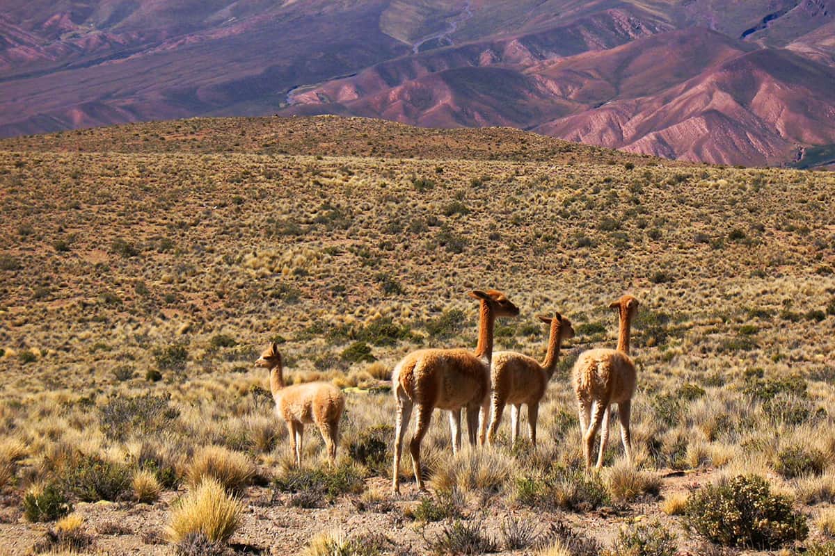 Lamas in der Quebrada de Humahuaca